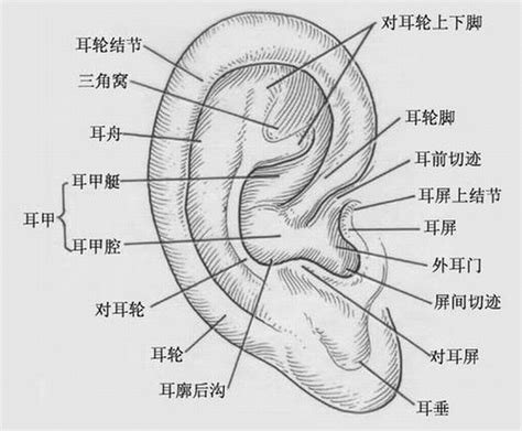 耳廓 意思